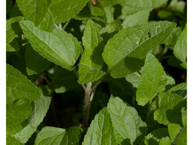 Conoclinium coelestinum (Blue mistflower) #56798