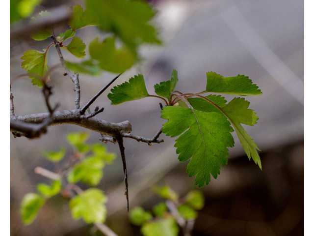 Crataegus marshallii (Parsley hawthorn) #56813