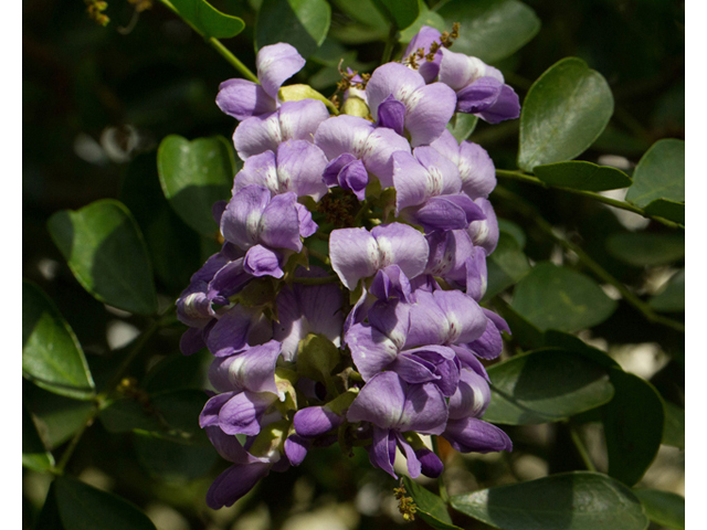 Sophora secundiflora (Texas mountain laurel) #56816