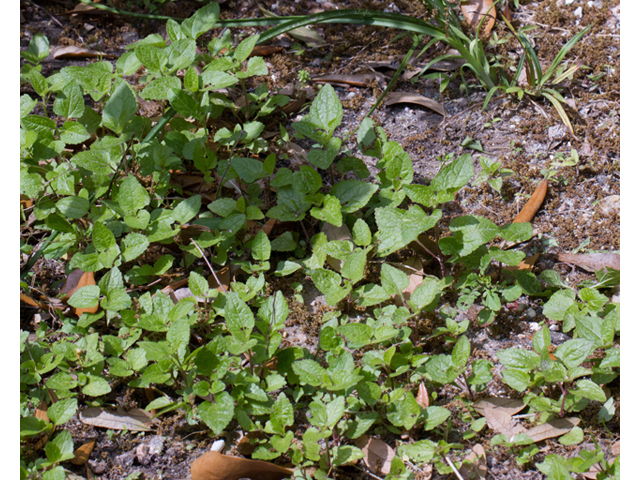 Conoclinium coelestinum (Blue mistflower) #56824