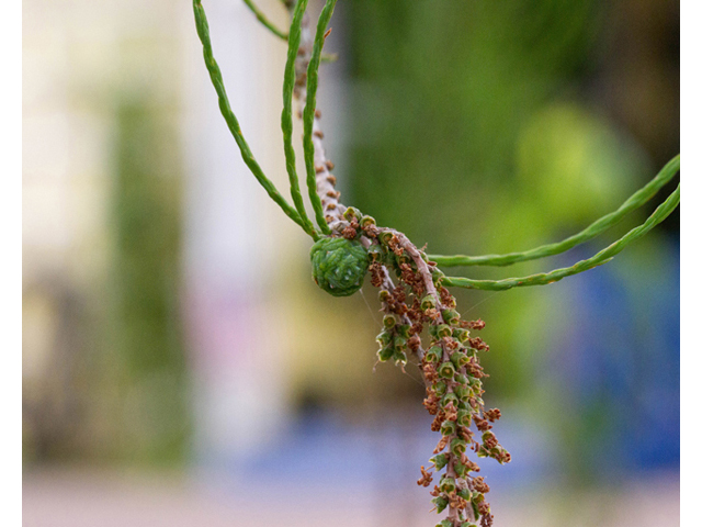 Taxodium ascendens (Pond cypress) #56846