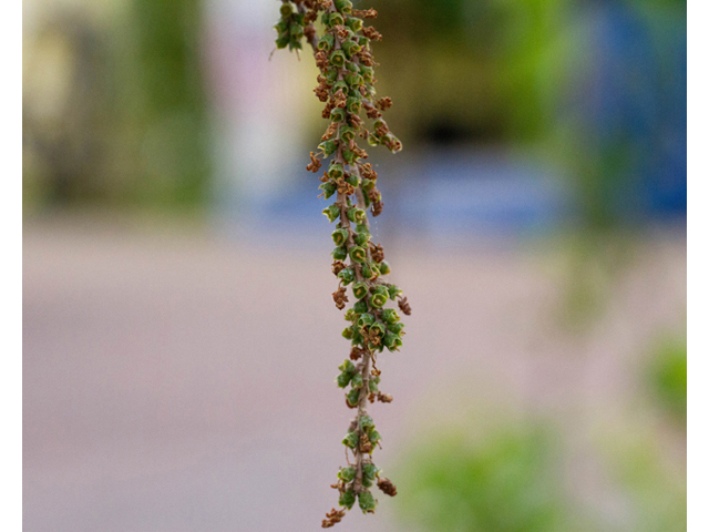 Taxodium ascendens (Pond cypress) #56848