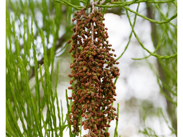 Taxodium ascendens (Pond cypress) #56850