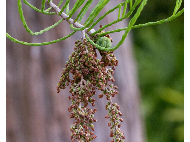 Taxodium ascendens (Pond cypress) #56851