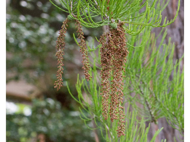 Taxodium ascendens (Pond cypress) #56858