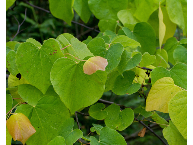 Cercis canadensis (Eastern redbud) #56883