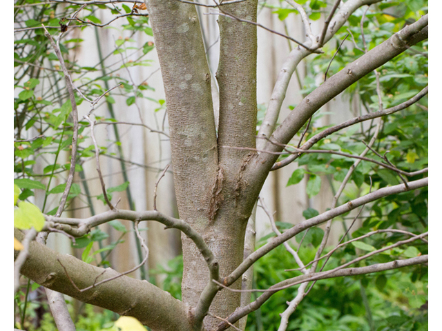 Cercis canadensis (Eastern redbud) #56885