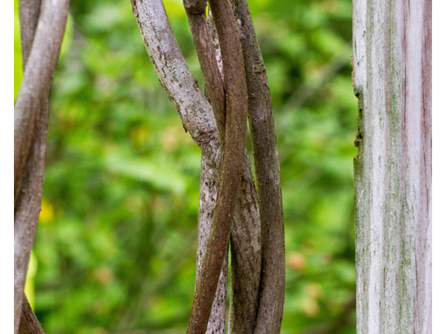 Wisteria frutescens (American wisteria) #56890