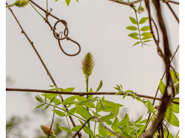 Wisteria frutescens (American wisteria) #56891