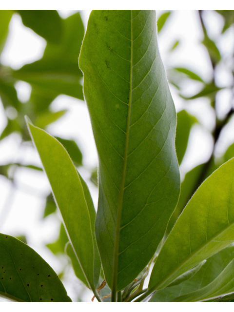 Magnolia virginiana (Sweetbay) #56902