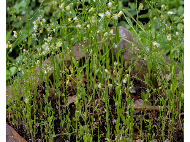 Lesquerella pallida (White bladderpod) #56916