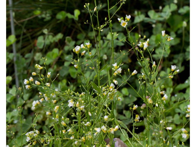 Lesquerella pallida (White bladderpod) #56917