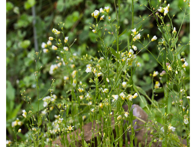 Lesquerella pallida (White bladderpod) #56918