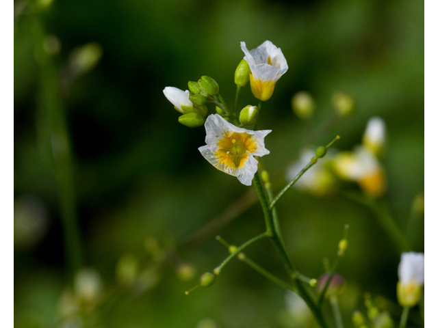 Lesquerella pallida (White bladderpod) #56919