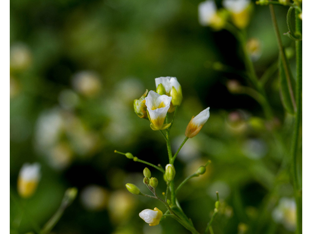 Lesquerella pallida (White bladderpod) #56920