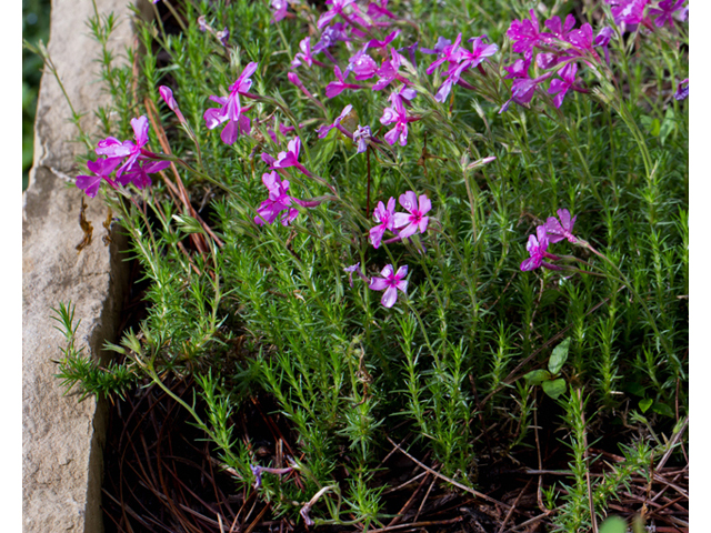 Phlox nivalis ssp. texensis (Texas phlox) #56921