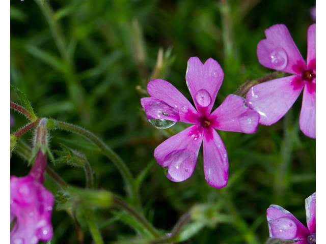 Phlox nivalis ssp. texensis (Texas phlox) #56924