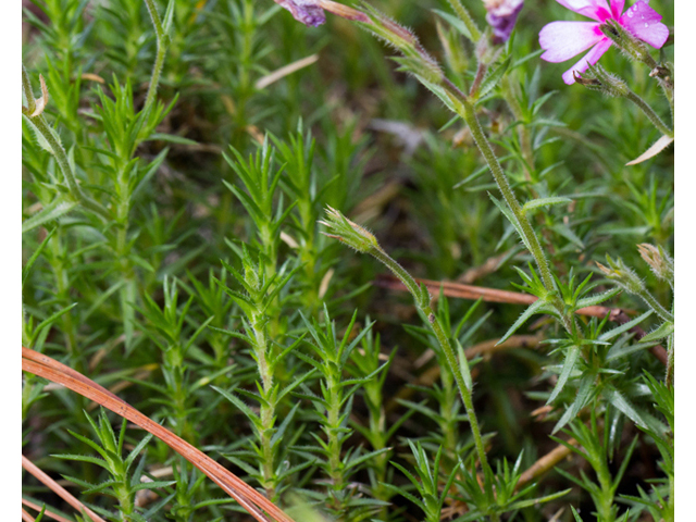 Phlox nivalis ssp. texensis (Texas phlox) #56925