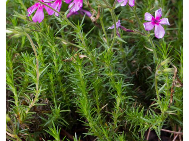 Phlox nivalis ssp. texensis (Texas phlox) #56926