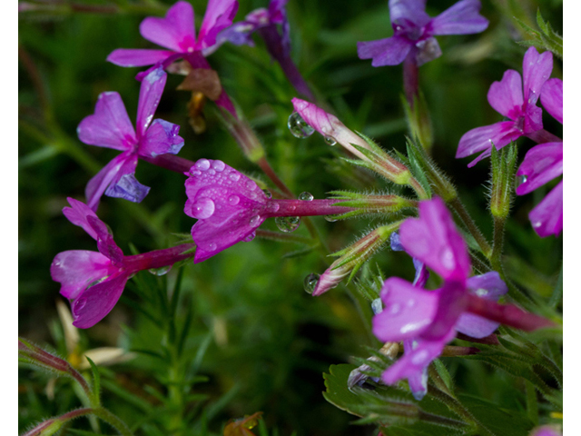 Phlox nivalis ssp. texensis (Texas phlox) #56929