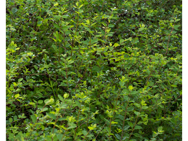 Symphoricarpos orbiculatus (Coralberry) #56930