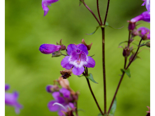 Penstemon tenuis (Brazos penstemon) #56948