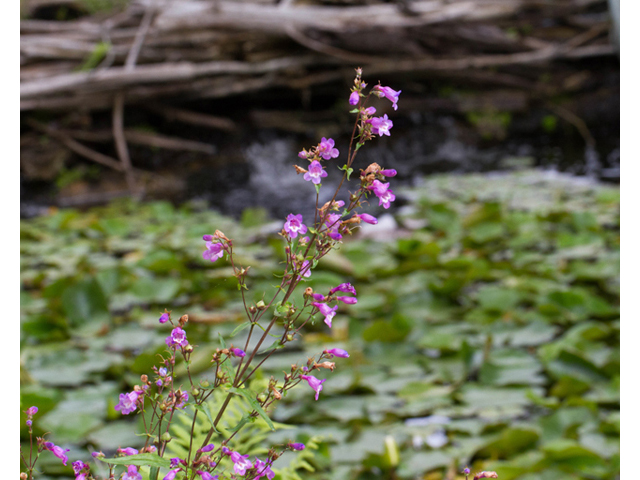 Penstemon tenuis (Brazos penstemon) #56952