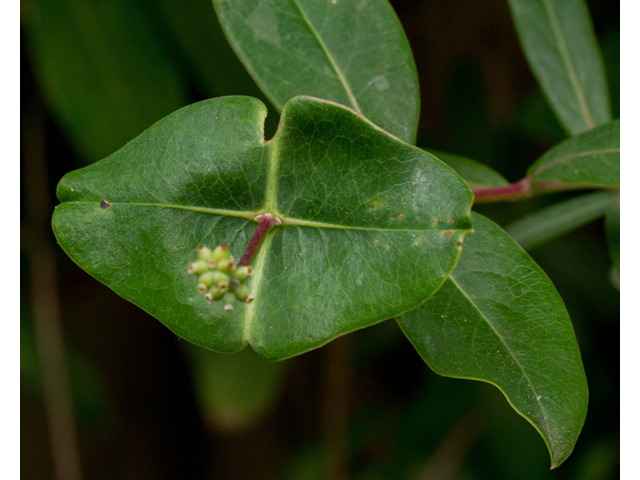 Lonicera sempervirens (Coral honeysuckle) #56986