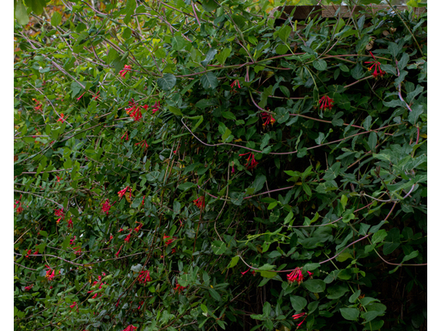 Lonicera sempervirens (Coral honeysuckle) #56989