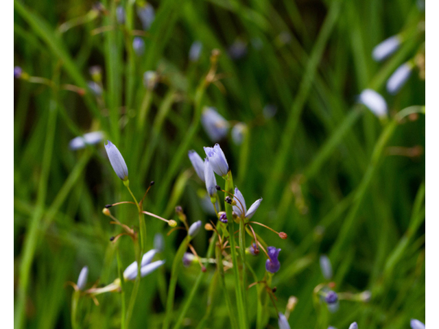 Sisyrinchium angustifolium (Narrowleaf blue-eyed grass) #57002