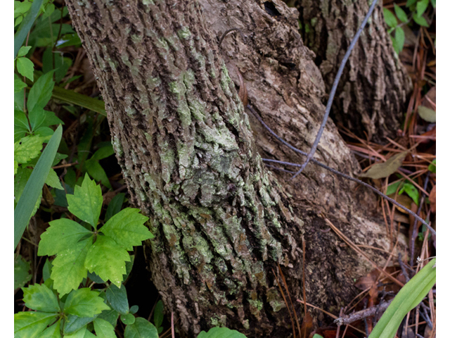 Sambucus nigra ssp. canadensis (Common elderberry) #57019