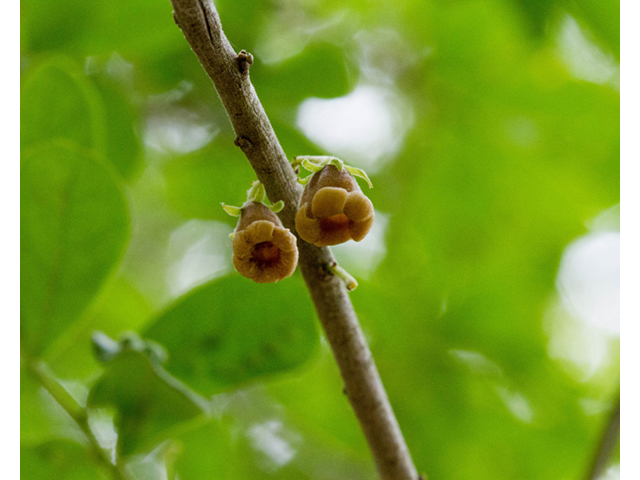 Diospyros texana (Texas persimmon) #57071