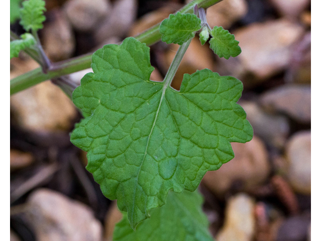 Salvia roemeriana (Cedar sage) #57081