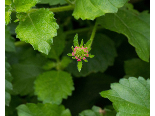 Lantana urticoides (Texas lantana) #57102