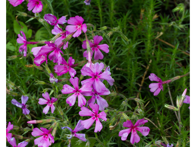 Phlox nivalis ssp. texensis (Texas phlox) #57108