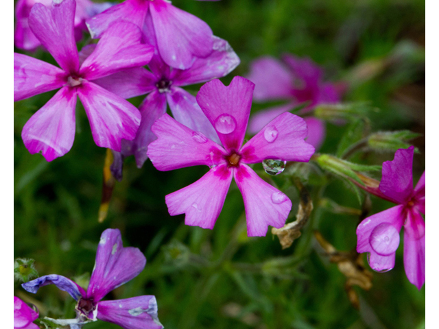 Phlox nivalis ssp. texensis (Texas phlox) #57109