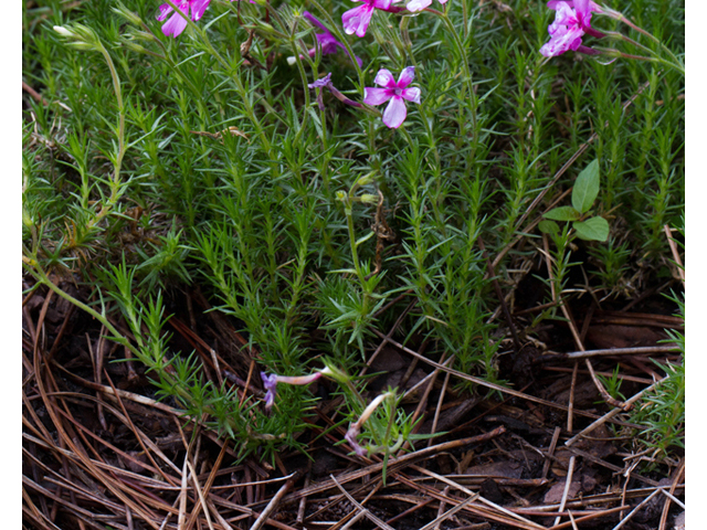 Phlox nivalis ssp. texensis (Texas phlox) #57110