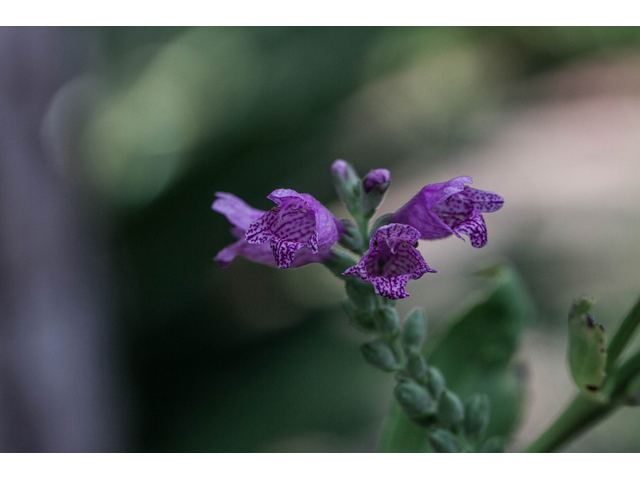 Physostegia correllii (Correll's false dragonhead) #57111