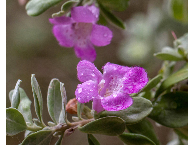 Leucophyllum frutescens (Cenizo) #57134