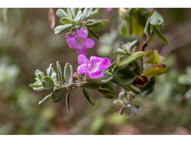 Leucophyllum frutescens (Cenizo) #57136