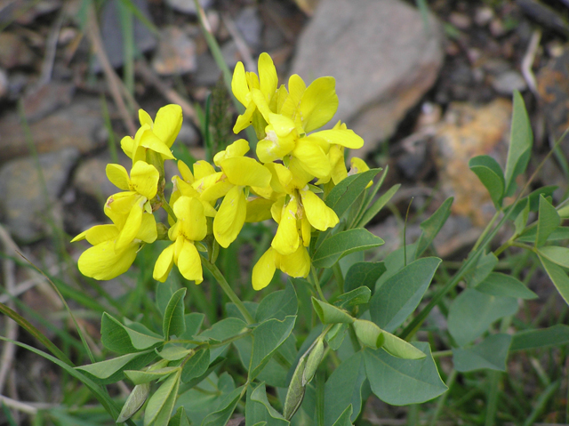 Thermopsis rhombifolia (Prairie thermopsis) #26275