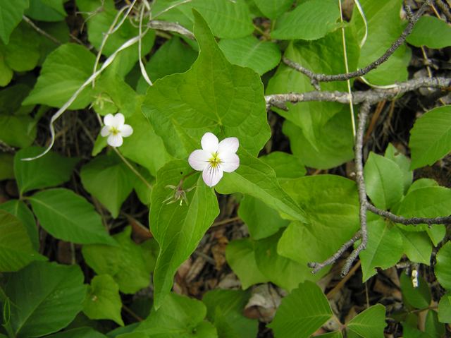 Viola canadensis (Canadian white violet) #26277