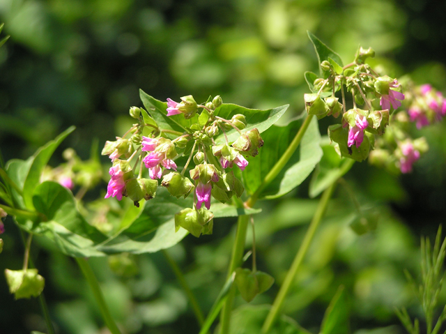 Mirabilis nyctaginea (Heartleaf four o'clock) #26284