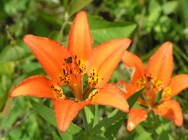 Lilium philadelphicum (Wood lily) #26330