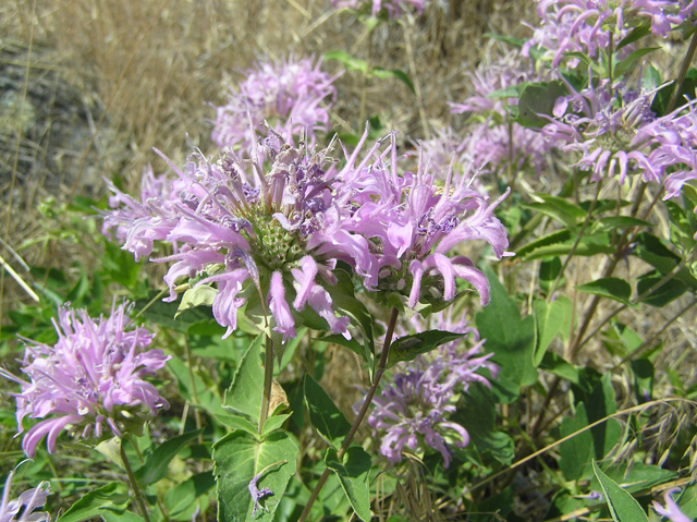 Monarda fistulosa (Wild bergamot) #26346