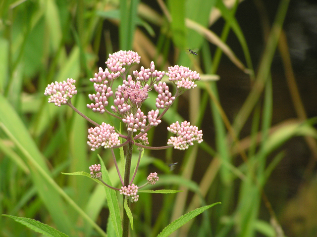 Eutrochium maculatum (Spotted joe-pye weed) #26357