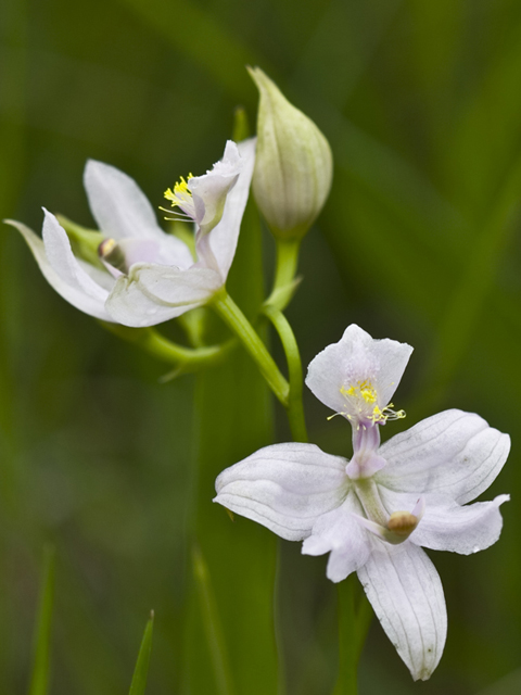 Calopogon oklahomensis (Oklahoma grasspink) #34099