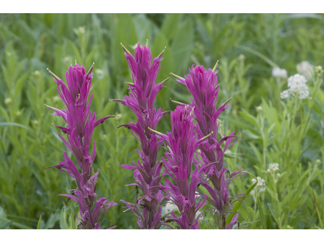 Castilleja purpurea var. purpurea (Purple paintbrush) #34113