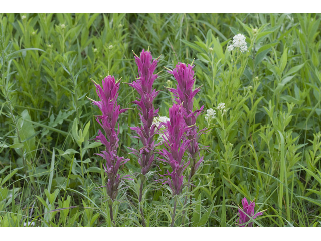 Castilleja purpurea var. purpurea (Purple paintbrush) #34114