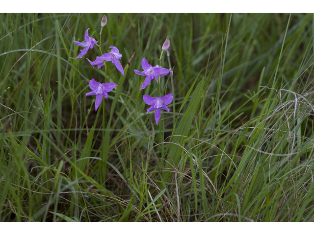 Calopogon oklahomensis (Oklahoma grasspink) #34120